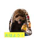毎日わんころりん（個別スタンプ：6）