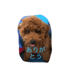 毎日わんころりん（個別スタンプ：24）