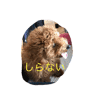 毎日わんころりん（個別スタンプ：26）