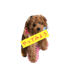 毎日わんころりん（個別スタンプ：33）