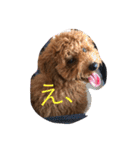 毎日わんころりん（個別スタンプ：35）