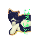 かわいいハチワレ猫（個別スタンプ：16）
