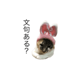 ねこふれんず。2（個別スタンプ：5）