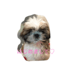 可愛い癒しシーズー犬♡（個別スタンプ：1）