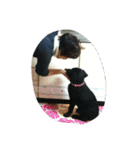 犬犬犬（個別スタンプ：33）