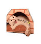 もふもふにゃんこ。2（個別スタンプ：1）