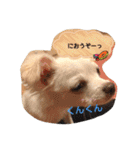 チワワのそらくん②（個別スタンプ：32）