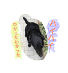 ラブラ犬【さくら】（個別スタンプ：23）