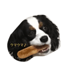 ワンダフルーク*♬೨̣̥（個別スタンプ：6）