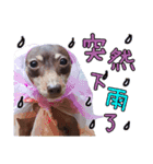 Little P Dog（個別スタンプ：5）