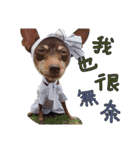 Little P Dog（個別スタンプ：6）