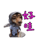 Little P Dog（個別スタンプ：7）