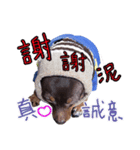 Little P Dog（個別スタンプ：14）