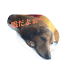 虹の橋からこんにちはセナでちゅー（個別スタンプ：21）