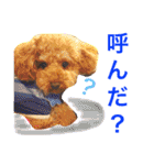 野球大好き犬☆ちくわ（個別スタンプ：35）