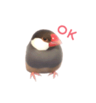 つかえる！文鳥スタンプ（個別スタンプ：10）
