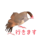 つかえる！文鳥スタンプ（個別スタンプ：34）