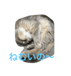 猫ねこ日和（個別スタンプ：4）