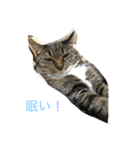 シマシマ猫（個別スタンプ：12）