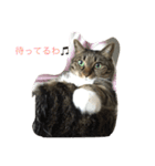 シマシマ猫（個別スタンプ：13）