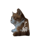 ねこのあぽろ君（個別スタンプ：2）