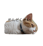 ねこのあぽろ君（個別スタンプ：3）