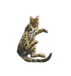ベンガル猫のスタンプ(文字なし)（個別スタンプ：12）
