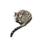 ベンガル猫のスタンプ(文字なし)（個別スタンプ：18）