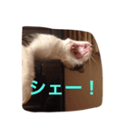 天津飯のねこ生活2（個別スタンプ：6）