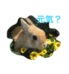 癒されるスタンプ（個別スタンプ：4）