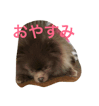 ショコフラ（個別スタンプ：3）