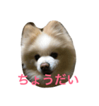 ショコフラ（個別スタンプ：8）