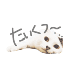 でですけとおもちのスタンプ（個別スタンプ：3）