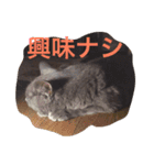 灰色ねこハク（個別スタンプ：1）