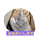 灰色ねこハク（個別スタンプ：2）