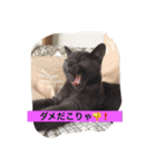 灰色ねこハク（個別スタンプ：3）
