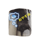 灰色ねこハク（個別スタンプ：4）