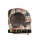 灰色ねこハク（個別スタンプ：5）
