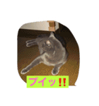 灰色ねこハク（個別スタンプ：6）
