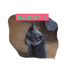灰色ねこハク（個別スタンプ：9）