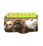 灰色ねこハク（個別スタンプ：11）