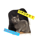 灰色ねこハク（個別スタンプ：13）