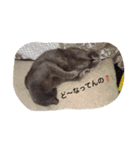 灰色ねこハク（個別スタンプ：16）