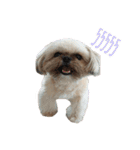 browniefb（個別スタンプ：4）