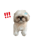 browniefb（個別スタンプ：6）
