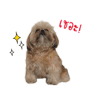 browniefb（個別スタンプ：17）