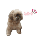browniefb（個別スタンプ：19）