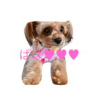愛犬まりん（個別スタンプ：2）
