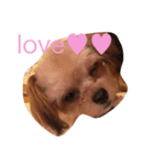愛犬まりん（個別スタンプ：4）