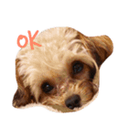 愛犬まりん（個別スタンプ：6）